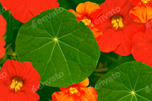 Preview: Bright Nasturtium Flowers With Green Colorful Leaves.