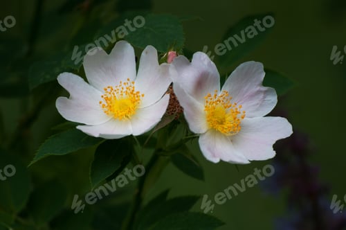 Preview: Blooming Rosa Multiflora