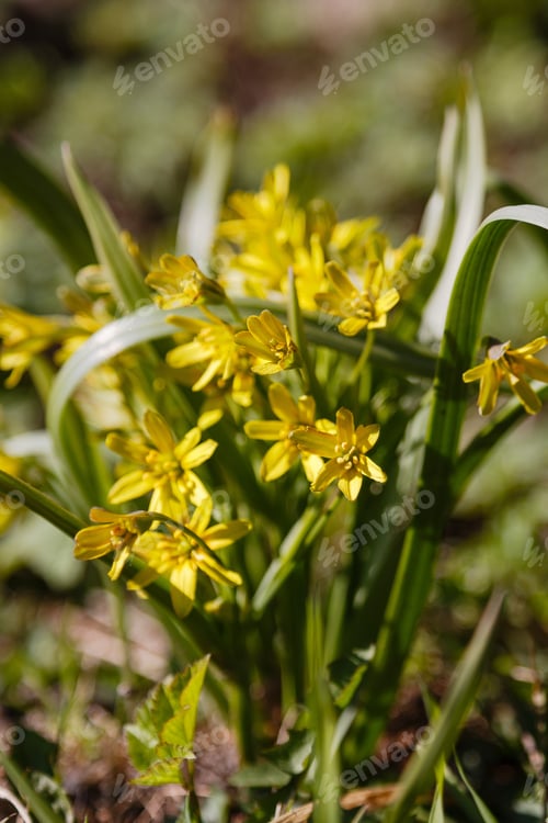 Preview: Least Gagea (Gagea Minima) Flowers Blooming At Spring Time In Garden Or Forest