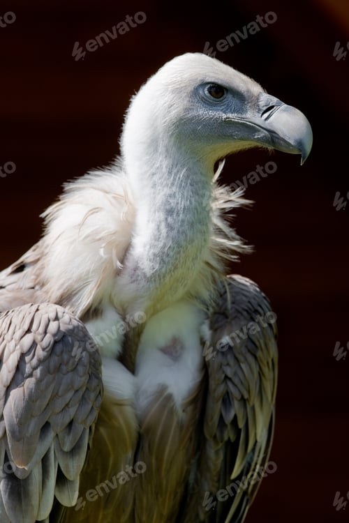 Preview: European Griffon Vulture (Gyps Fulvus Fulvus)