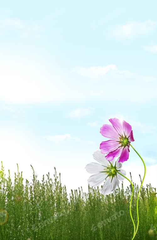 Preview: Colorful Cosmos Flowers On A Background Summer Landscape