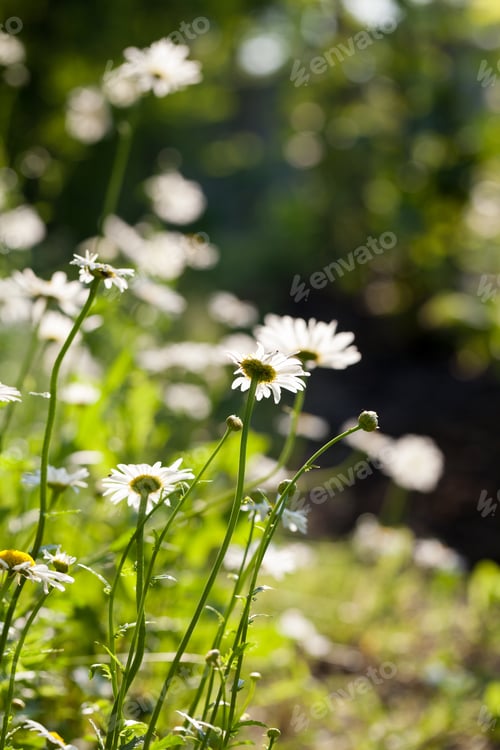 Preview: Beautiful Daisies With Natural Background