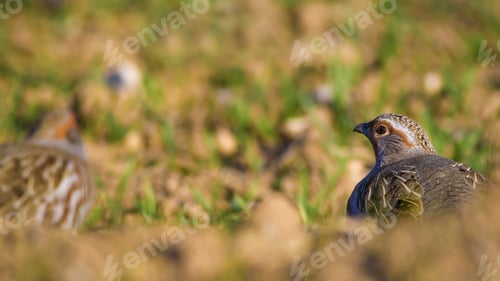 Preview: Partridge. Green Brown Nature Background. Bird: Grey Partridge. Perdix Perdix.