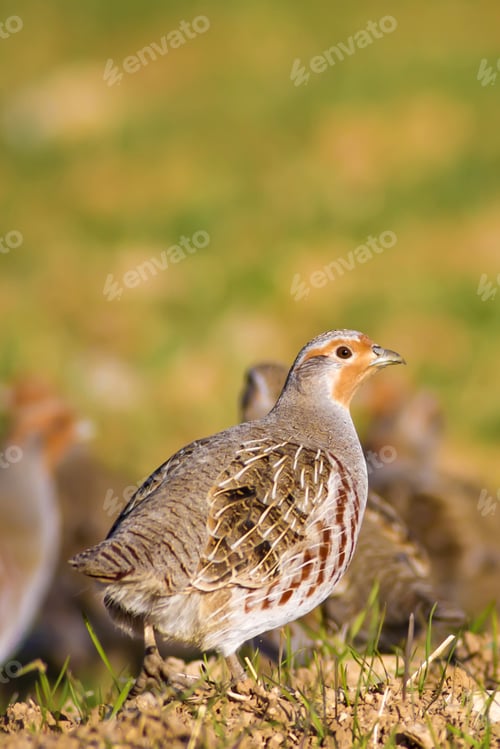 Preview: Partridges. Colorful Nature Background. Bird: Grey Partridge. Perdix Perdix.