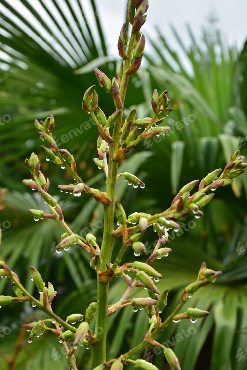 Preview: Yucca Gloriosa Buds With Raindrops
