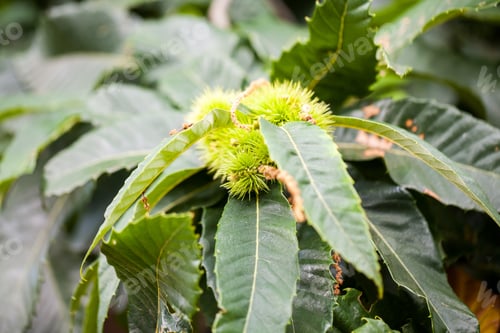 Preview: Castanea Sativa (Sweet Chestnut)