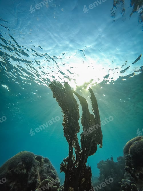 Preview: Sunbeams And Coral Views Around The Small Caribbean Island Of Curacao