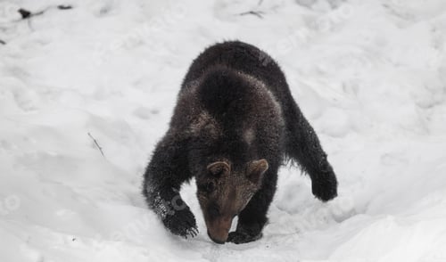 Preview: Brown Bear (Ursus Arctos) In Lake Clark National Park, Alaska, Usa