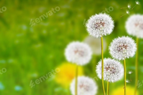 Preview: Wildflowers Dandelions