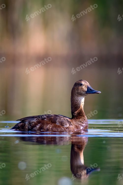 Preview: Swimming Duck. Natural Background. Bird: Common Pochard. Aythya Ferina
