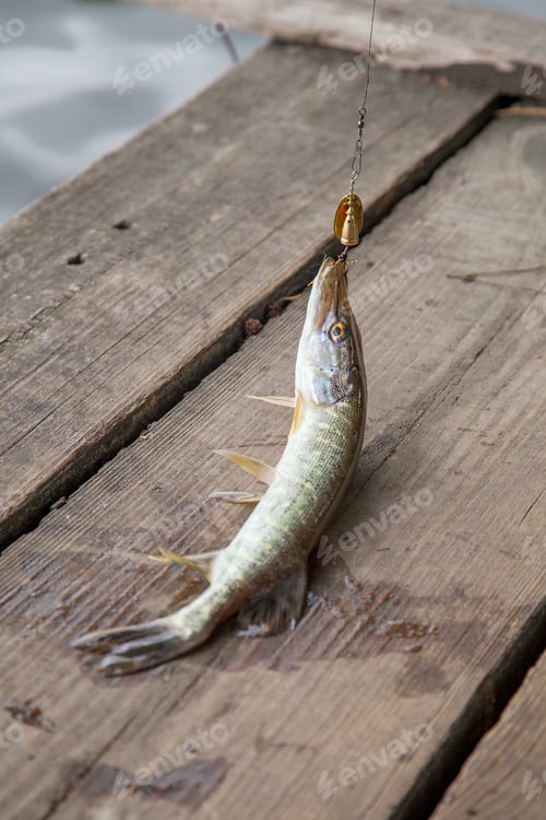Preview: Freshwater Northern Pike Fish Know As Esox Lucius With Lure In Mouth Lying On Vintage Wooden