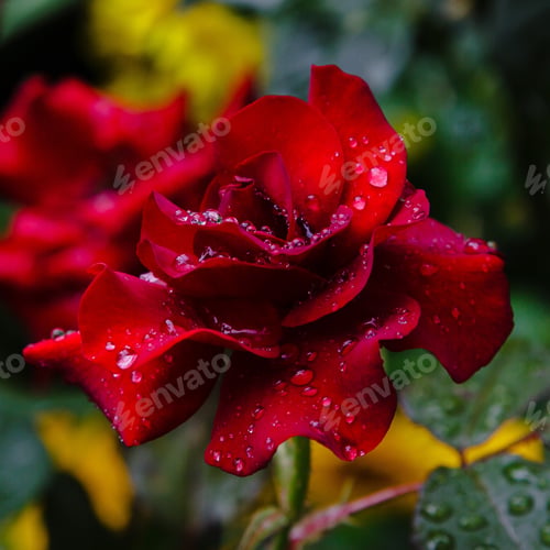 Preview: One Beautiful Rose Flower In The Garden On A Natural Background