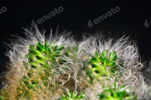 Preview: Cactus, Cactus Thorns, Close Up Thorns Of Cactus, Cactus Background