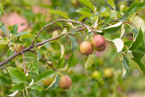 Preview: Photo Of Young Green Apples, Fruits On The Branches Of Apple Trees