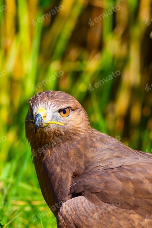 Preview: Bird Of Prey. Portrait Of Buzzard. Green Nature Background.