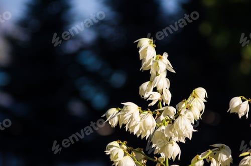 Preview: White Yucca Filamentosa Bush Flowers In Park, Close Up.