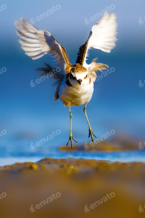 Preview: Cute Bird Plover. Blue Sea And Yellow Sand Nature Background. Kentish Plover Charadrius Alexandrinus