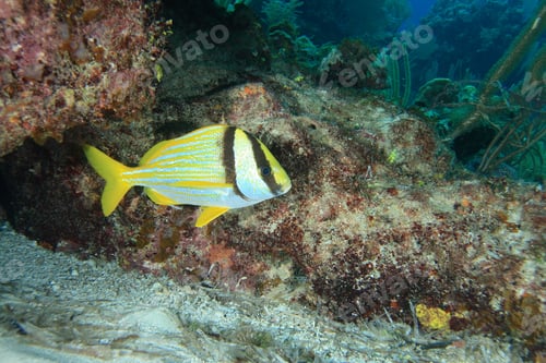 Preview: Bream (Tropical Fish)