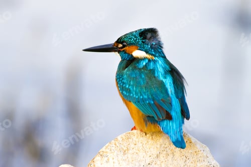Preview: Colorful Bird Kingfisher. Nature Background. Bird: Common Kingfisher. Alcedo Atthis.
