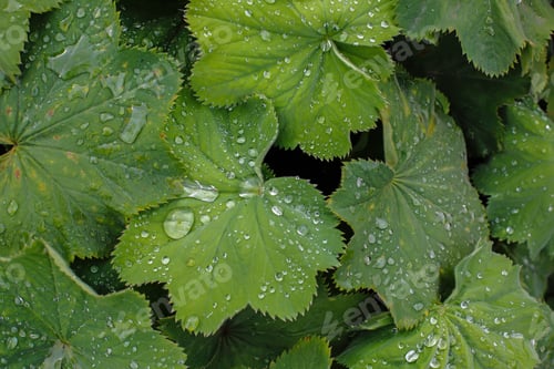 Preview: Green Leaves Of Lady'S Mantle (Alchemilla Mollis) In Raindrops
