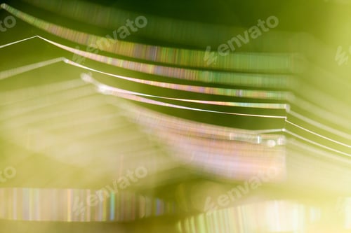 Preview: Abstract Composition With Spider Web Details And Natural Colors