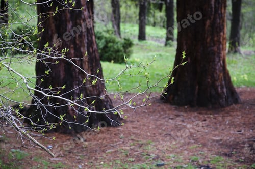 Preview: Tree Branches With Budding Leaves On Blurry Trunks Background
