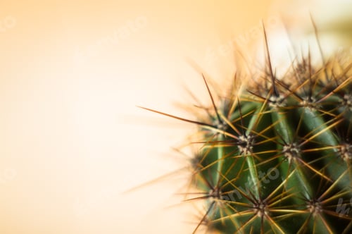 Preview: Cactus Echinopsis Tubiflora, Close Up, Selective Focus