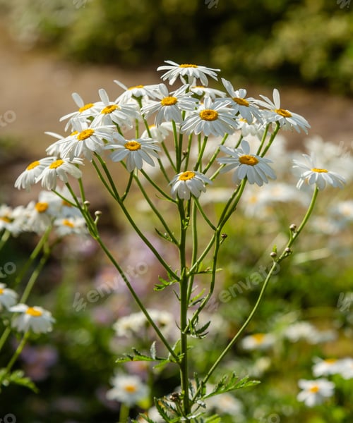 Preview: Tanacetum Corymbosum (Caucasian Chamomile) In Garden. Flowering Of Daisies. Oxeye Daisy