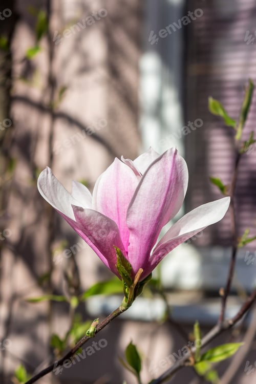 Preview: Magnolia Flower Close Up On A Blur Background Of Window