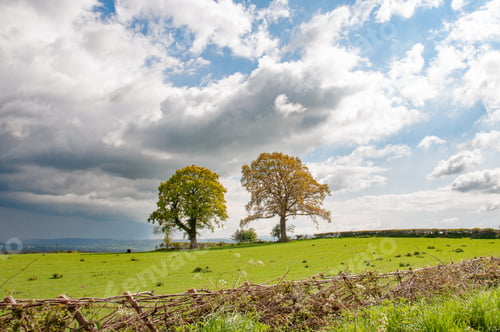 Preview: Agricultural Landscape In The Springtime