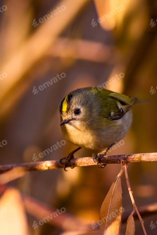 Preview: Cute Bird. Nature Background. Bird: Goldcrest. Regulus Regulus.