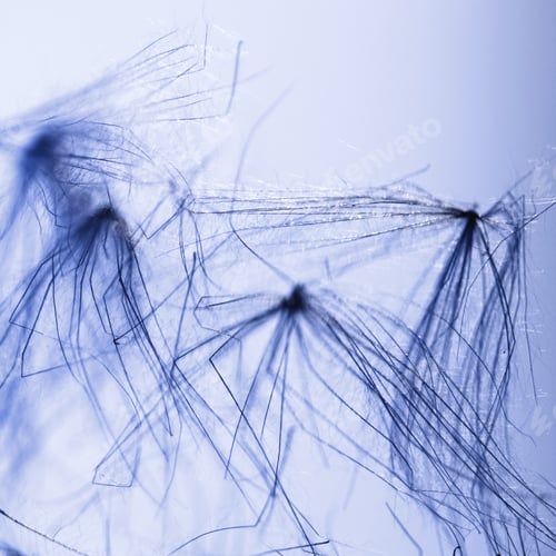 Preview: Abstract Composition With Dried Plants Seeds. Looks Like Dandelion Seeds