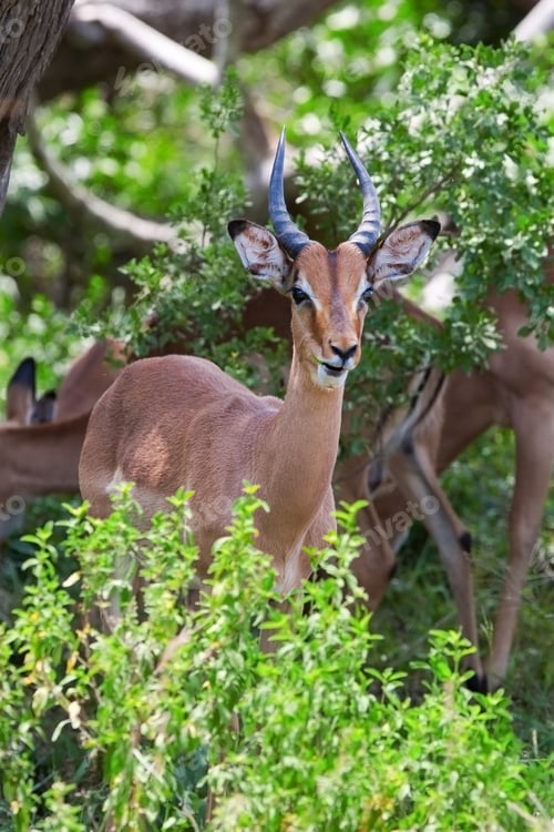 Preview: Male Impala Antelope, Kruger National Park, South Africa