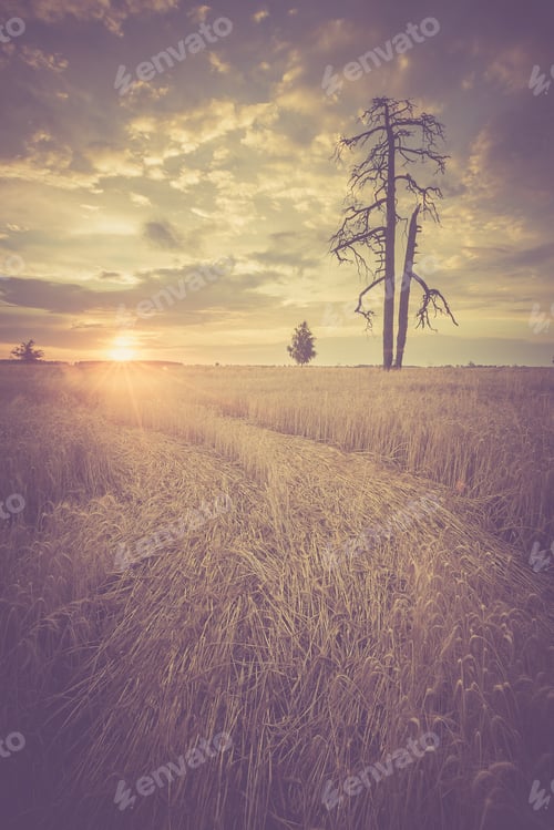 Preview: Vintage Photo Of Sunset Over Rye Field