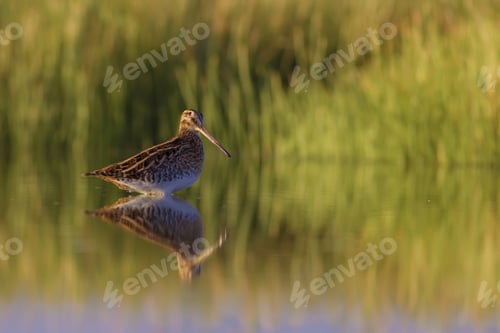 Preview: Nature And Bird. Green Nature Background. Bird: Common Snipe. Gallinago Gallinago.