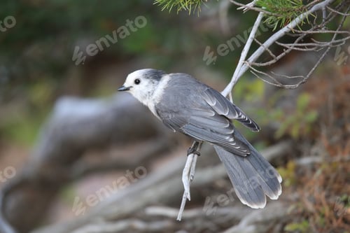 Preview: Gray Jay - Perisoreus Canadensis, Perched In A Tree Glacier Np Montana