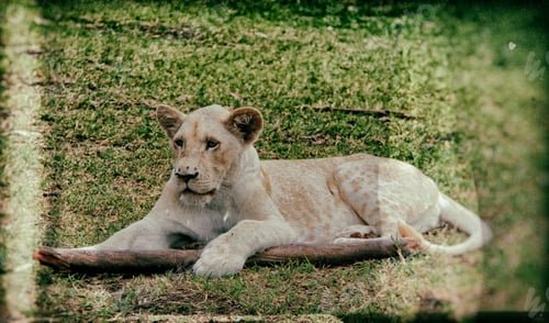 Preview: Vintage Style Image Of A White Lion Cub In Casela Park, Mauritius