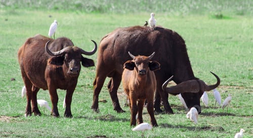 Preview: African Buffalos In The Lake Manyara National Park, Tanzania