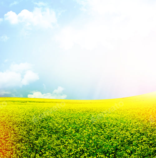 Preview: Summer Landscape. Yellow Flowers Winter Cress. Rape