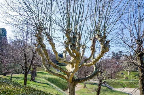 Preview: Large Tree In The Gardens Of Boboli In Florence