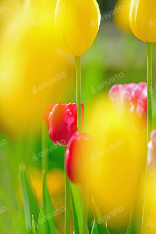 Preview: Soft Focus Of Tulips In Spring In The Cotswolds, Gloucestershire, U K