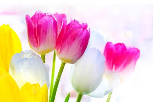 Preview: Bright Colorful Spring Tulip Flower. Nature. Landscape