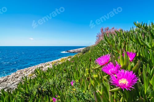 Preview: Small Pink Carpobrotus Chilensis Flowres Growing On The Rocky Shore In Porto Limnionas, Zakynthos