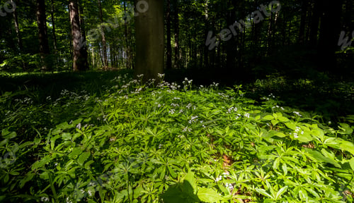 Preview: Forest In South Moravia