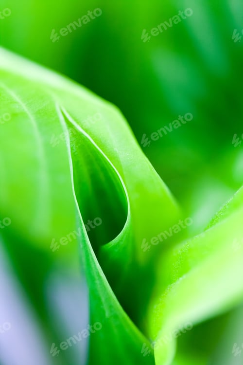 Preview: Green, Abstract Composition With Leaf Texture And Soft Focus