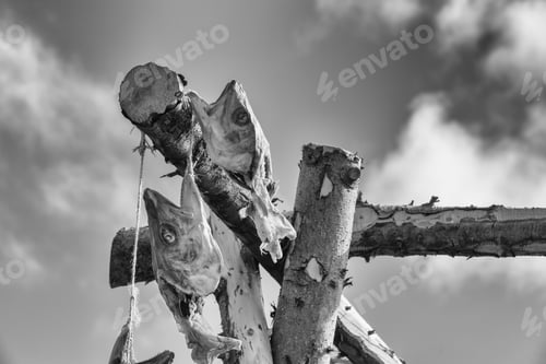 Preview: The Remains Of Fish On A Traditional Drying Frame In Iceland. A High Contrast Monochrome Edit.