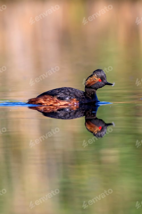 Preview: Water And Swimming Bird. Swimming Grebe. Yellow Green Water Background. Bird: Black Necked Grebe