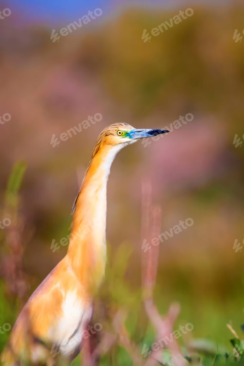 Preview: Cute Colorful Bird. Green Nature Background. Squacco Heron / Ardeola Ralloides