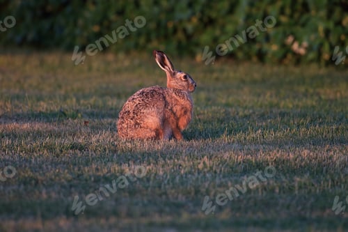Preview: European Brown Hare (Lepus Europaeus)