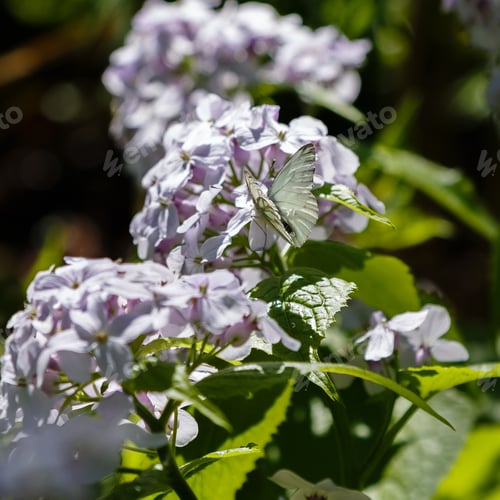 Preview: Perennial Honesty Or Lunaria Rediviva Flowers In Spring Garden